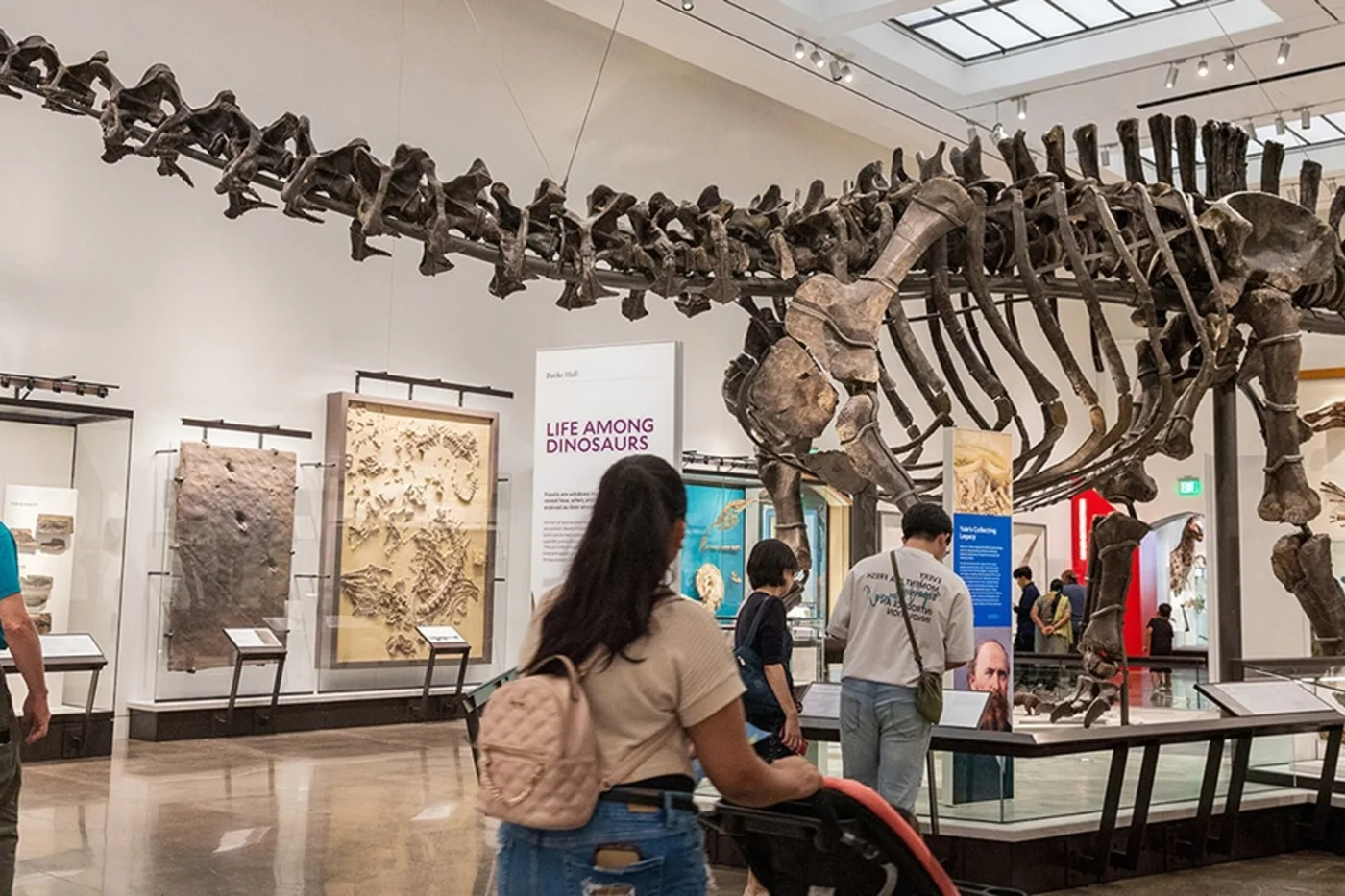 Yale Peabody Museum, business photo 2